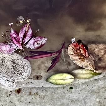 fleurs d'amour -fleure de mort