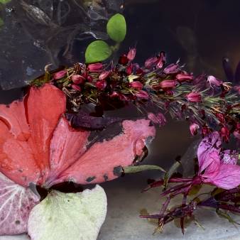 fleurs d'amour - fleur de mort