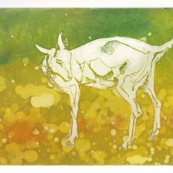 Geitje, ets 15x20cm, 2025