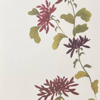 chrysanthemum, autumn