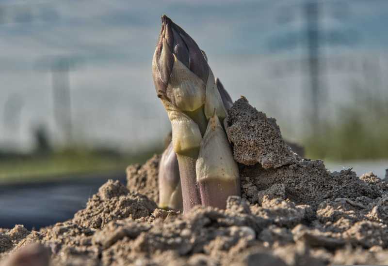 Arti in het teken van het Witte Goud