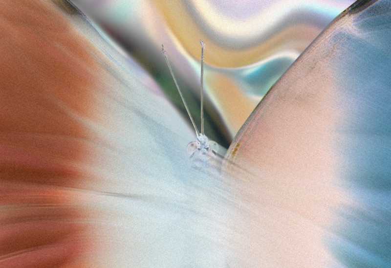 Life Potential 2